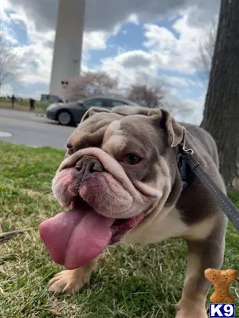 English Bulldog stud dog