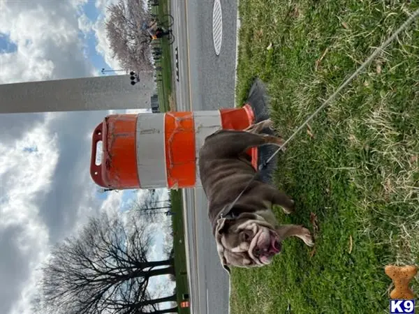 English Bulldog stud dog