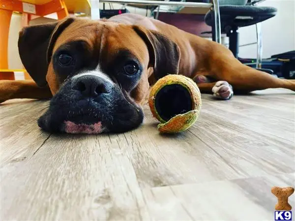 Boxer stud dog