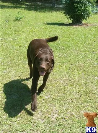 Labrador Retriever stud dog