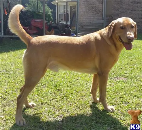 Labrador Retriever stud dog