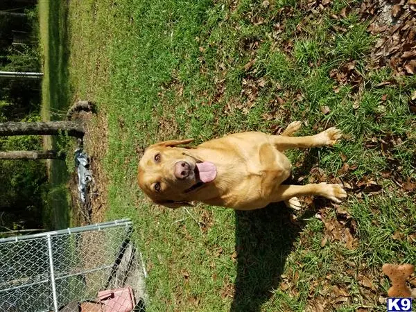 Labrador Retriever stud dog