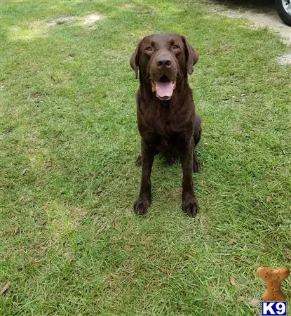 Labrador Retriever stud dog