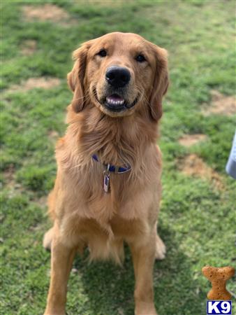 a golden retriever dog sitting in the grass