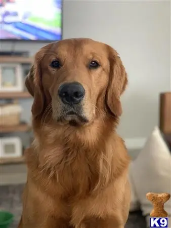 Golden Retriever stud dog