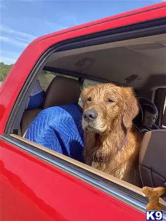 Golden Retriever stud dog