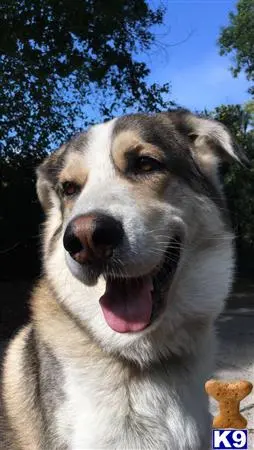 Mixed Breed stud dog