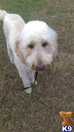 Goldendoodles stud dog