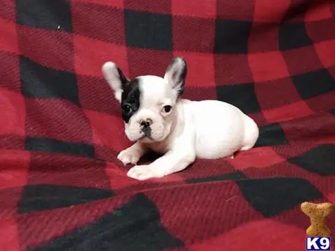 French Bulldog puppy for sale