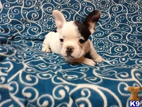 French Bulldog puppy for sale