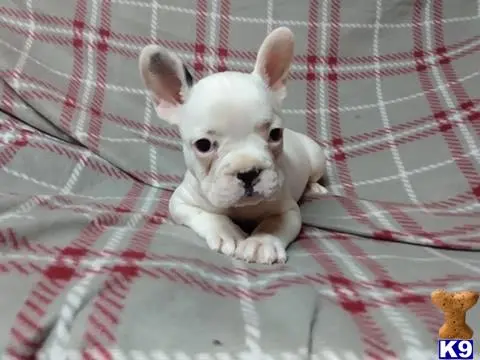 French Bulldog puppy for sale