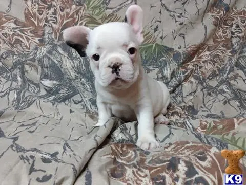 French Bulldog puppy for sale