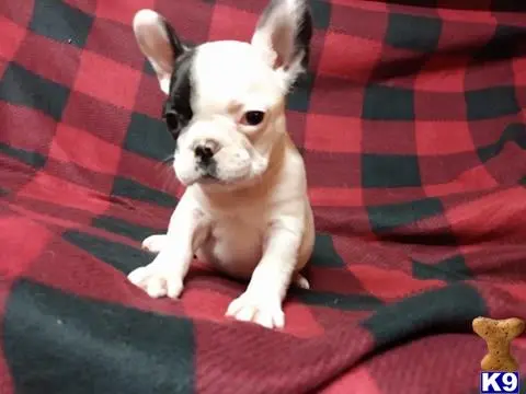 French Bulldog puppy for sale