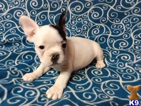 French Bulldog puppy for sale