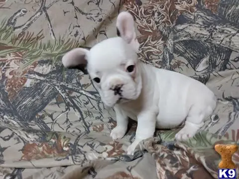 French Bulldog puppy for sale