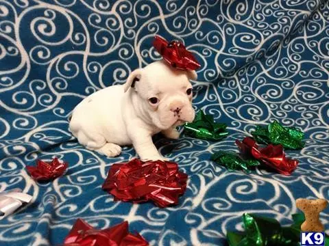 French Bulldog puppy for sale