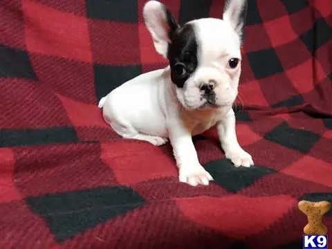 French Bulldog puppy for sale