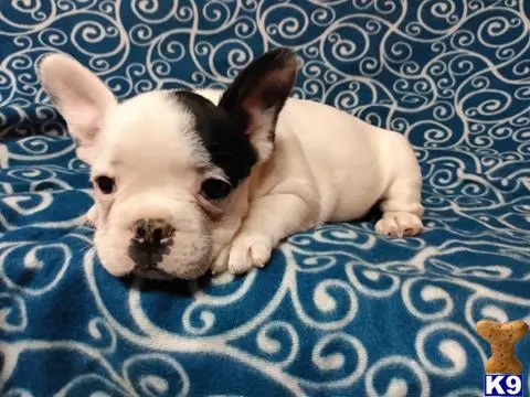 French Bulldog puppy for sale