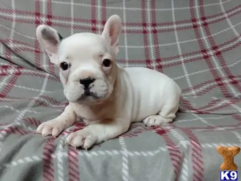 French Bulldog puppy for sale