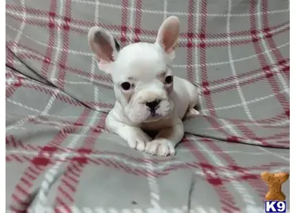 French Bulldog