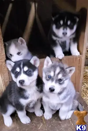 Siberian Husky puppy for sale: a group of siberian husky puppies