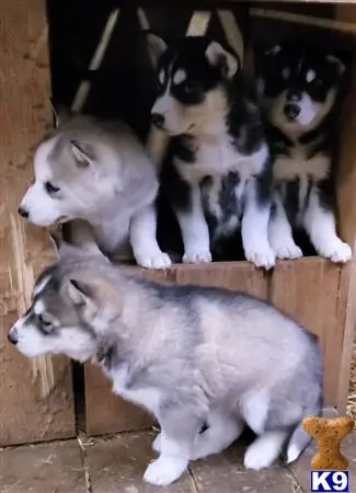 Siberian Husky puppy for sale: a group of siberian husky puppies