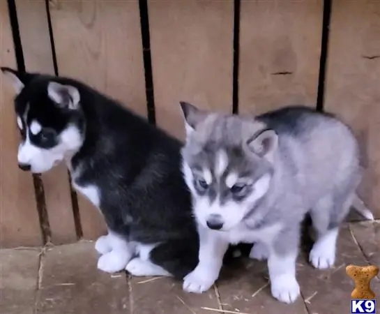 Siberian Husky puppy for sale: a group of siberian husky puppies