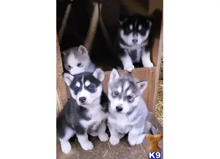 Siberian Husky puppy for sale: a group of siberian husky puppies