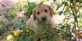 labrador retriever puppy posted by huntscove
