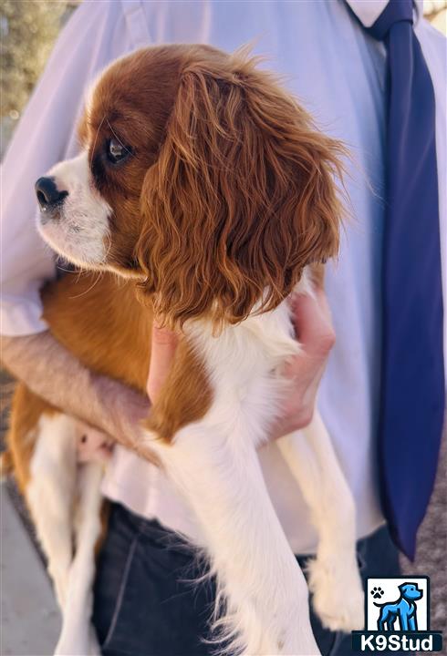 a person holding a cavalier king charles spaniel dog