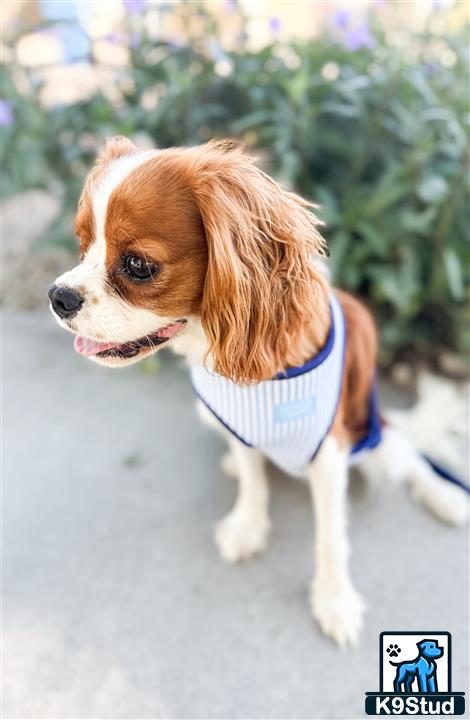 a cavalier king charles spaniel dog wearing a bandana