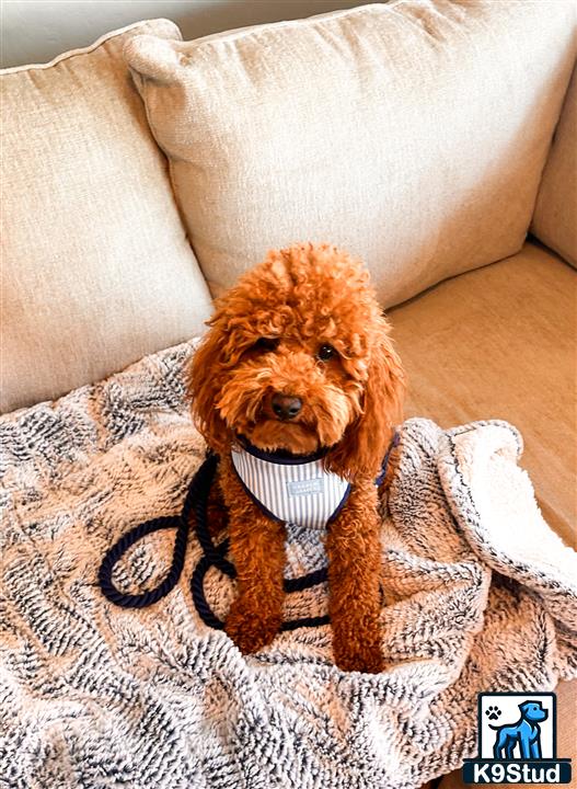 a poodle dog wearing a sweater