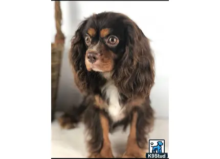 a cavalier king charles spaniel dog with a white and brown face