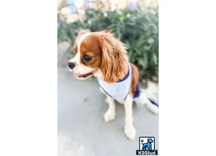 a cavalier king charles spaniel dog wearing a bandana