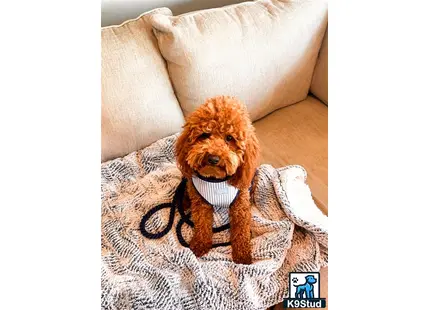 a poodle dog wearing a sweater