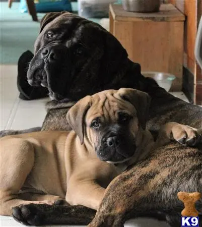 Bullmastiff