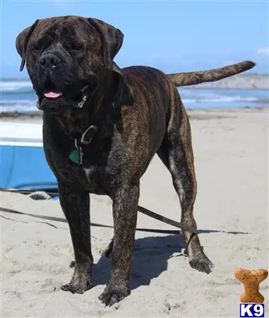 Bullmastiff stud dog