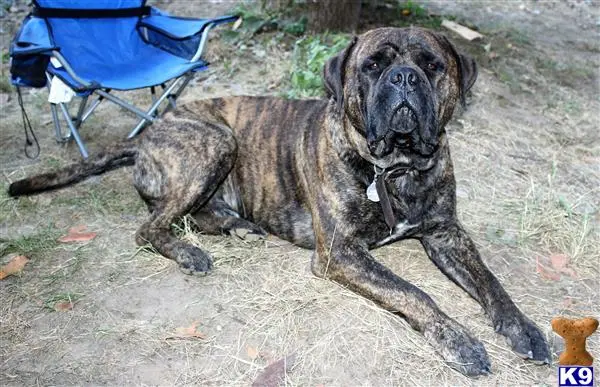 Bullmastiff stud dog