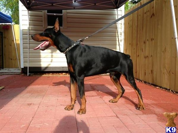 doberman pinscher puppy posted by hurricanesfan001