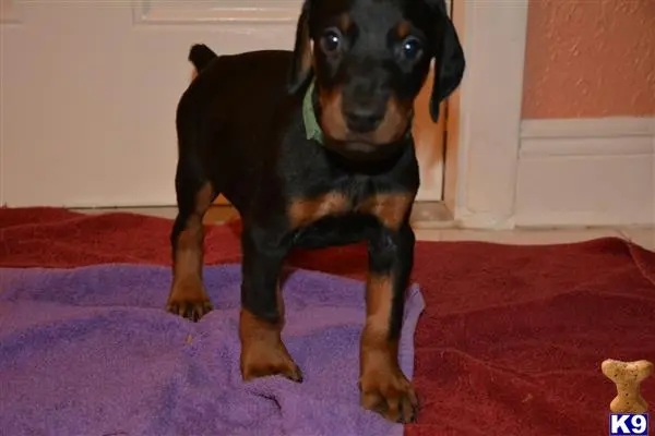 Doberman Pinscher puppy for sale