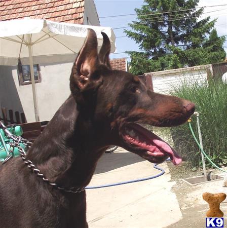 Doberman Pinscher dog