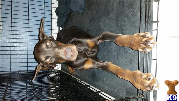 doberman pinscher puppy posted by hurricanesfan001