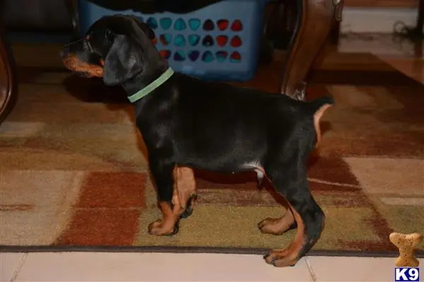 Doberman Pinscher puppy for sale