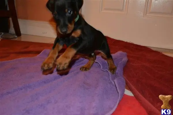 Doberman Pinscher puppy for sale