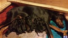 doberman pinscher puppy posted by hurricanesfan001