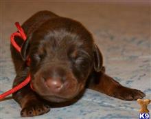 doberman pinscher puppy posted by hurricanesfan001