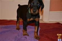 doberman pinscher puppy posted by hurricanesfan001
