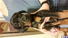 doberman pinscher puppy posted by hurricanesfan001