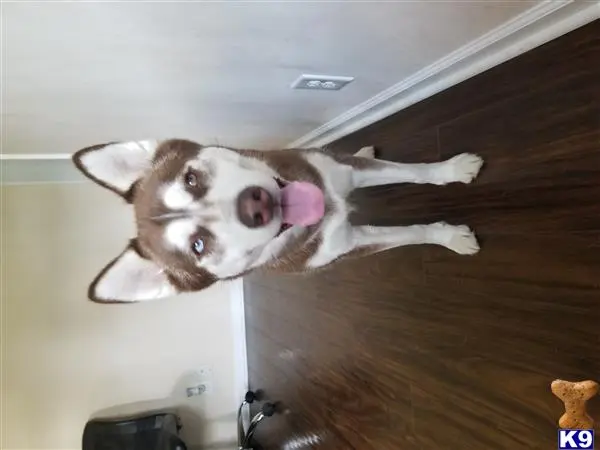 Siberian Husky female dog: Brown and white Siberian Husky standing indoors with a happy expression
