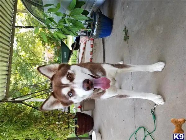 Siberian Husky female dog: Brown and white Siberian Husky standing outdoors with a playful expression